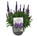 Afbeelding van VP Salvia Nemerosa P19 Deep Blue